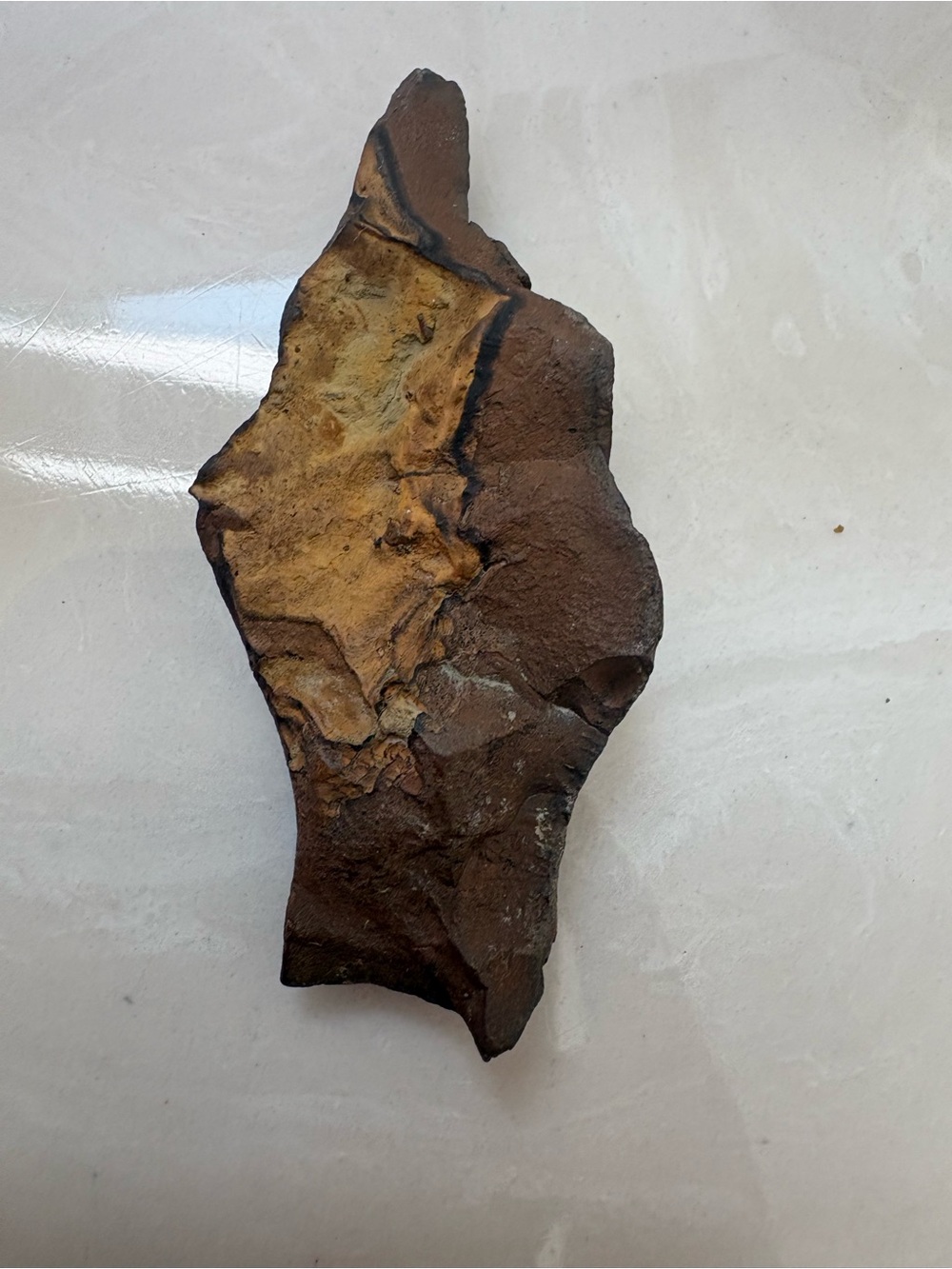 Fossil found in Oklahoma